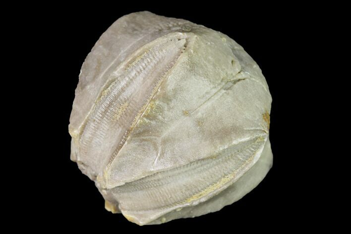 Blastoid (Pentremites) Fossil - Tennessee #142094